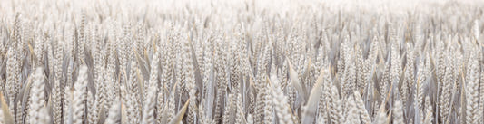 Wheat Field Wall Mural