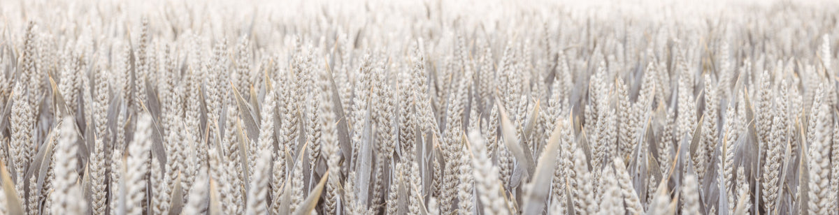 Wheat Field Wall Mural