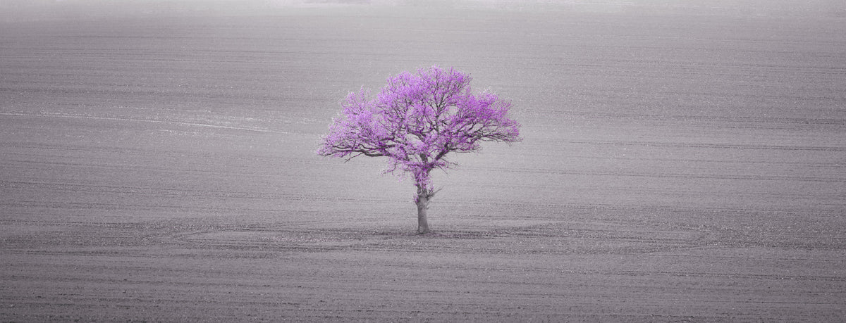 Orchid Tree Serenity Wall Mural in your room — zoomed