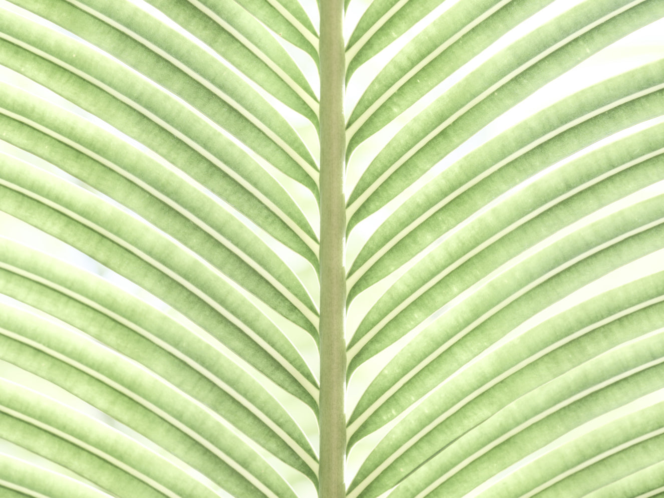 Verdant Leaf Stripes Wall Mural