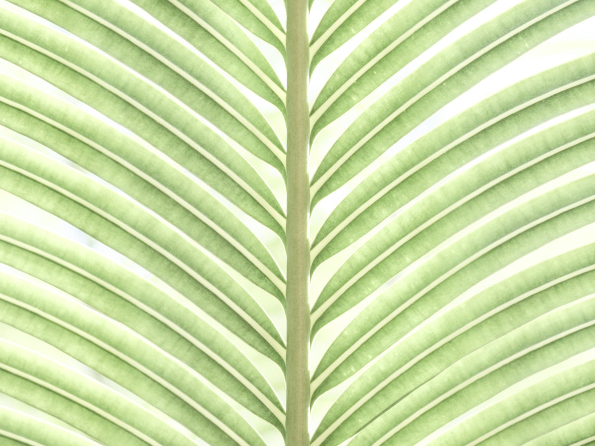 Verdant Leaf Stripes Wall Mural