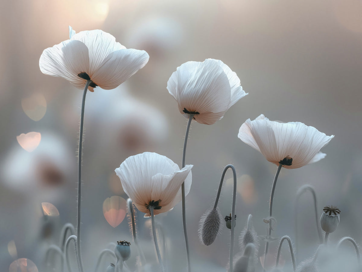 Whimsical White Poppies Wall Mural in your room — zoomed