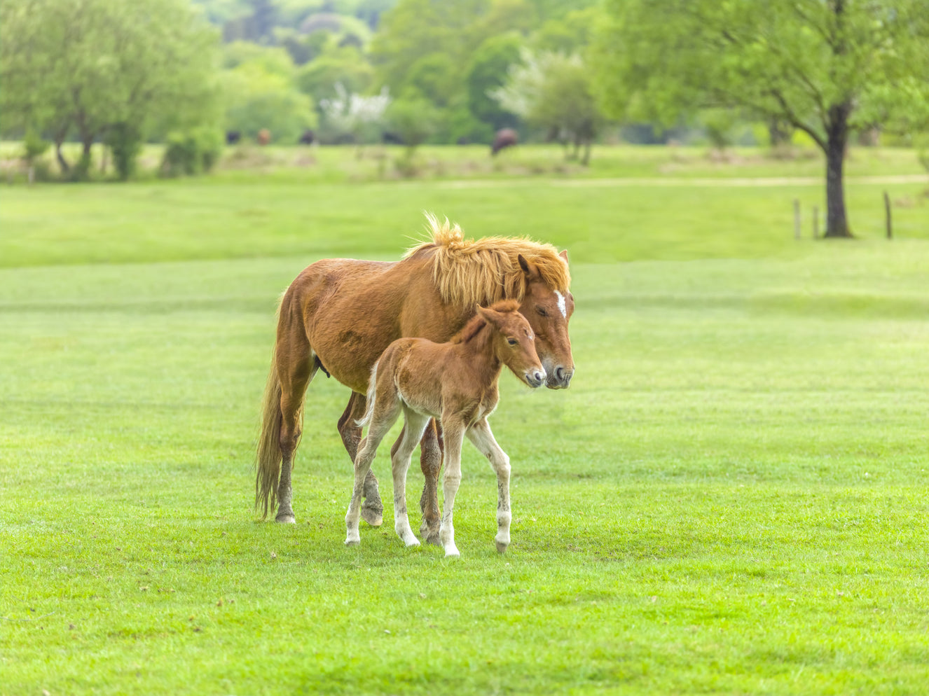 Foal's First Steps Wall Mural