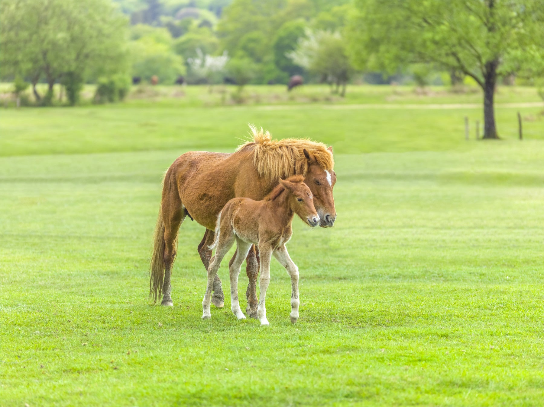 Foal's First Steps Wall Mural