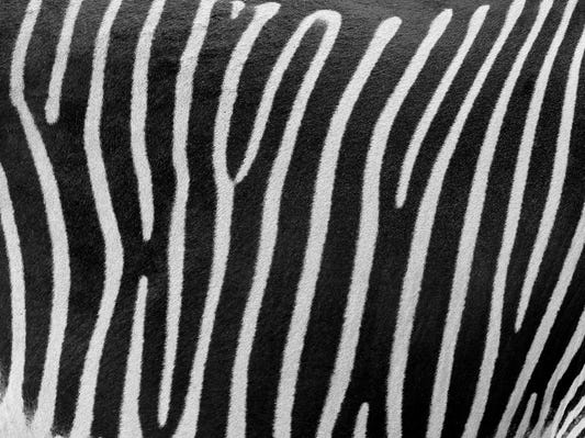 Zebra Stripes Wall Mural