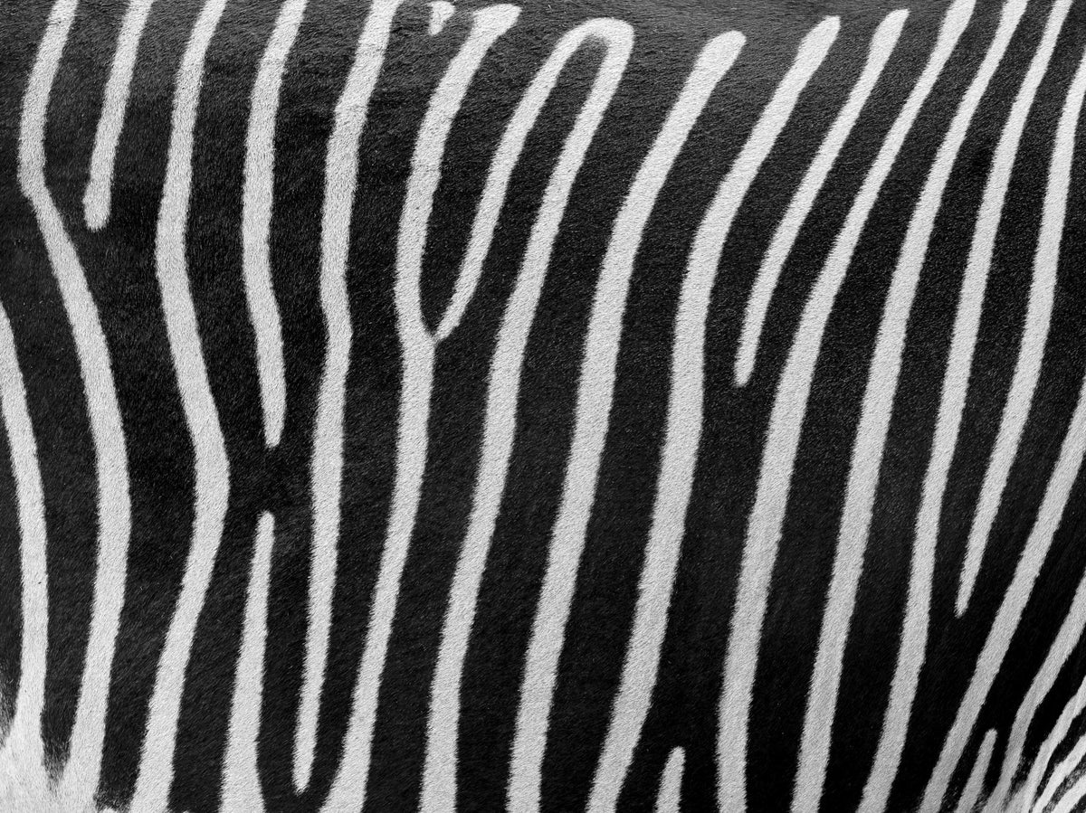 Zebra Stripes Wall Mural in your room — zoomed