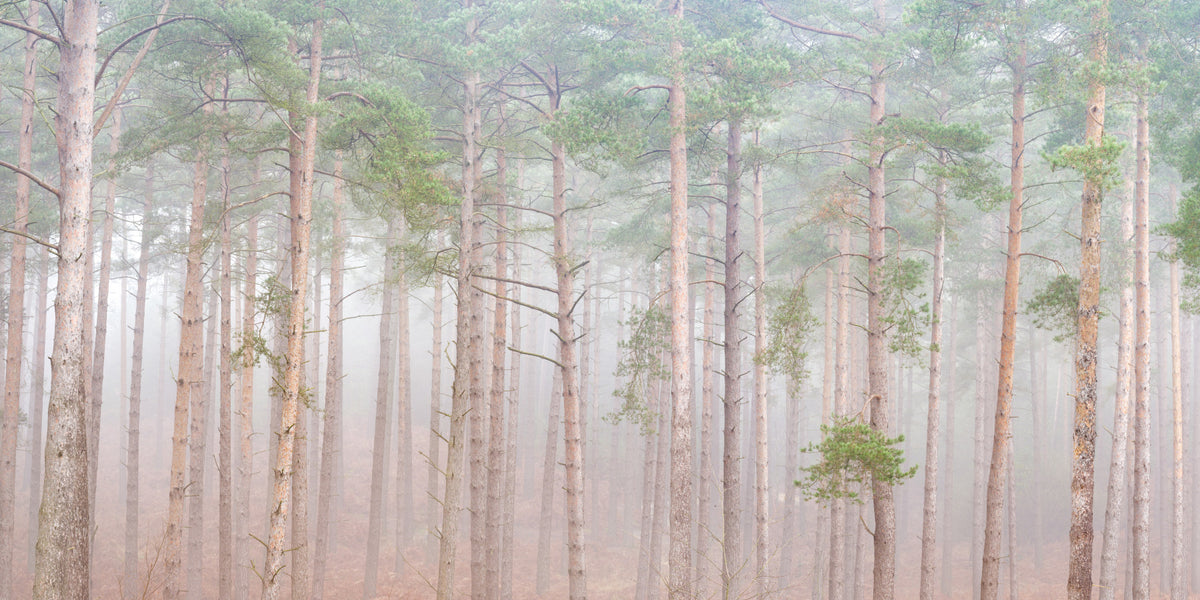 Tranquil Pine Veil Wall Mural in your room — zoomed