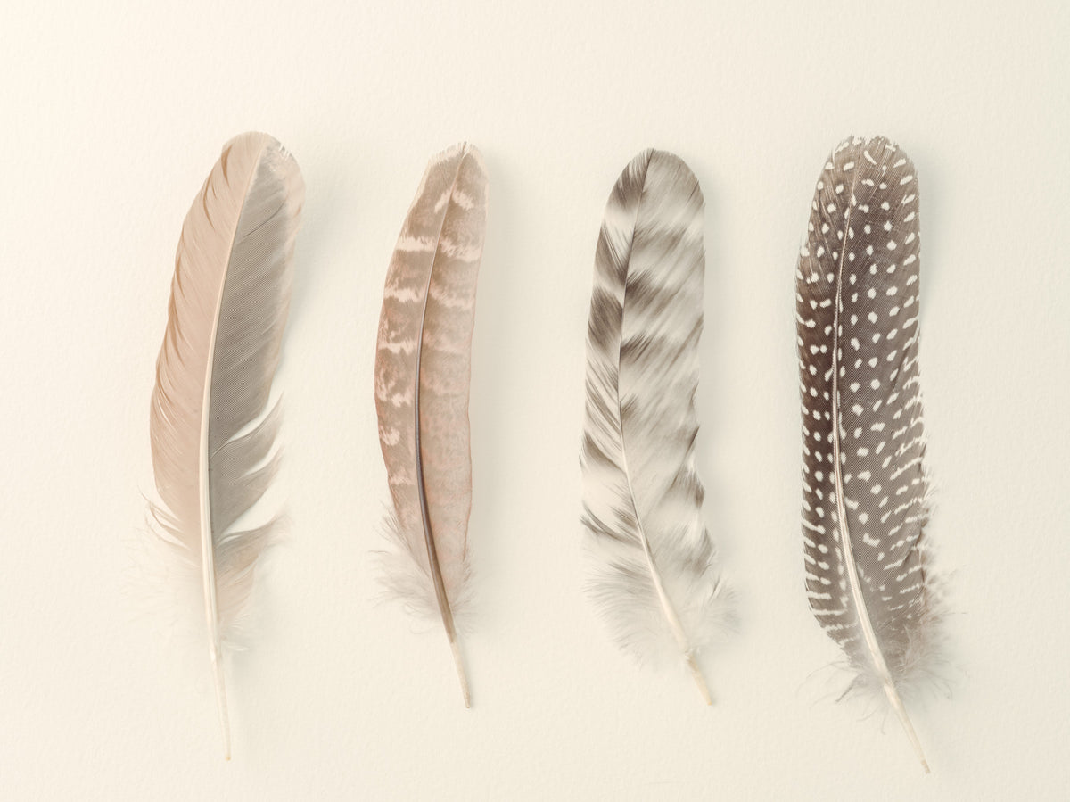 Study of Feathers Wall Mural