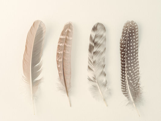 Study of Feathers Wall Mural