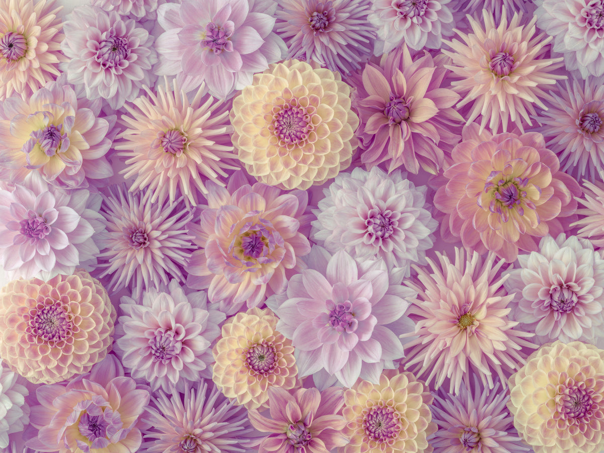 Colorful Dahlia Mosaic Wall Mural