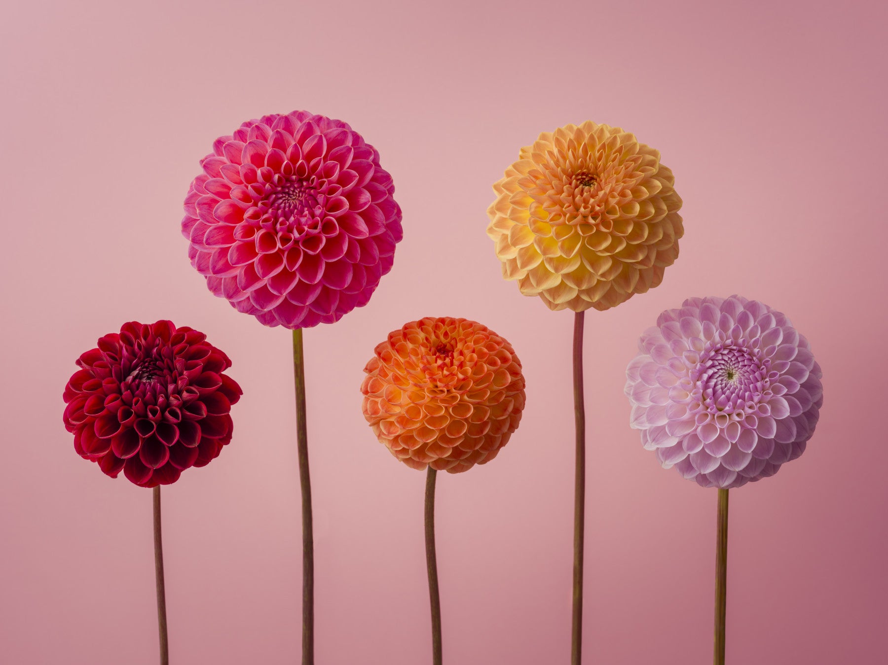 Vibrant Dahlia Quintuplet Wall Mural