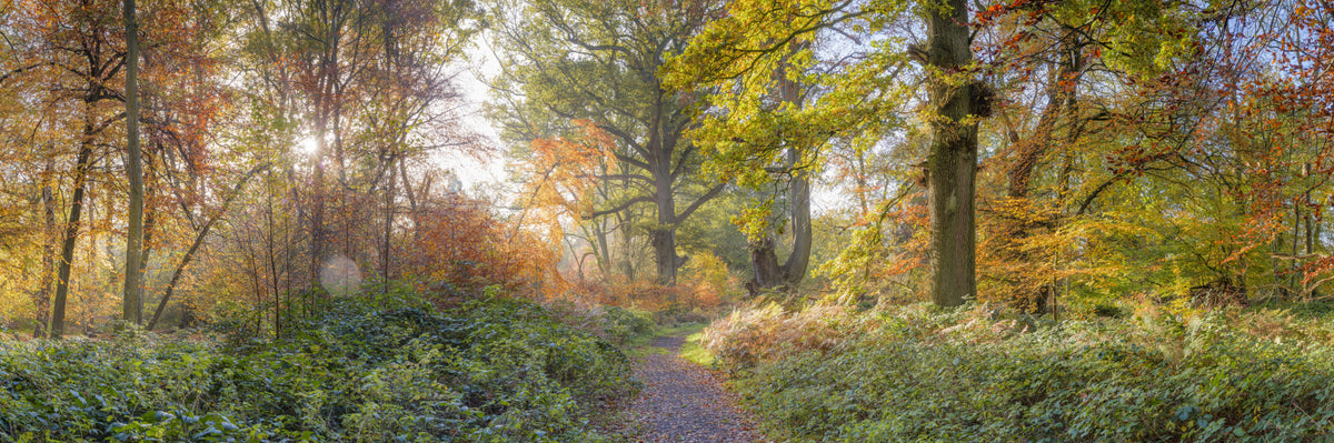 Vibrant Fall Pathway Wall Mural in your room — zoomed