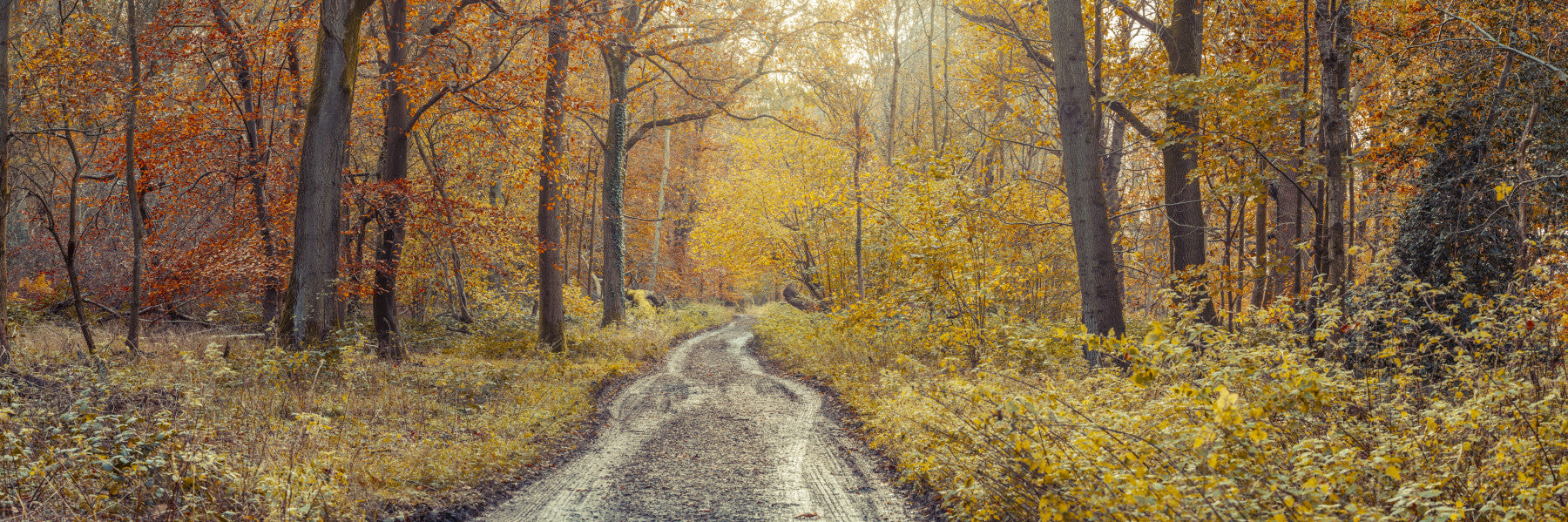 Rustic Path Through Woods Wall Mural