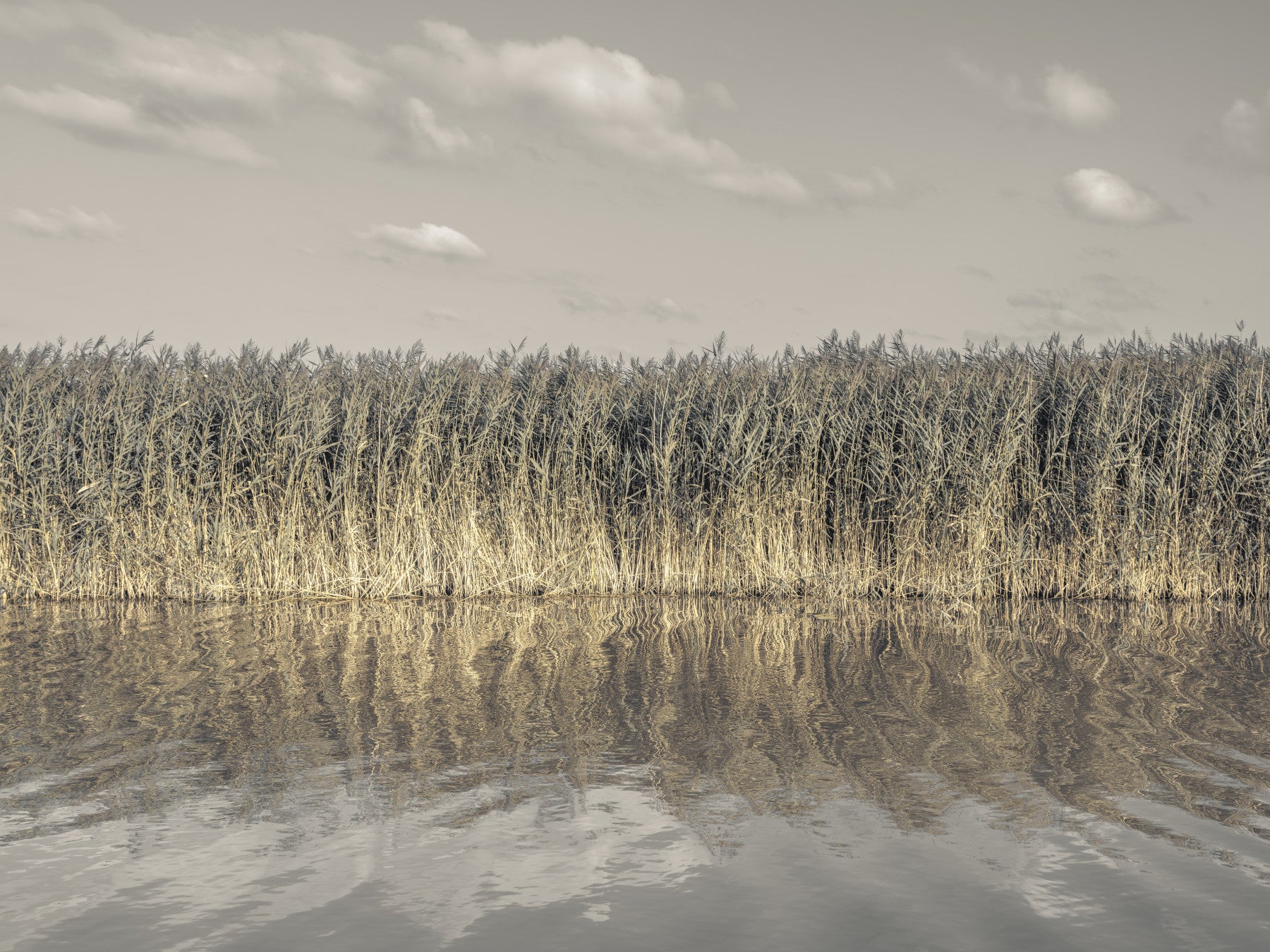 Whispering Water Grass Wall Mural