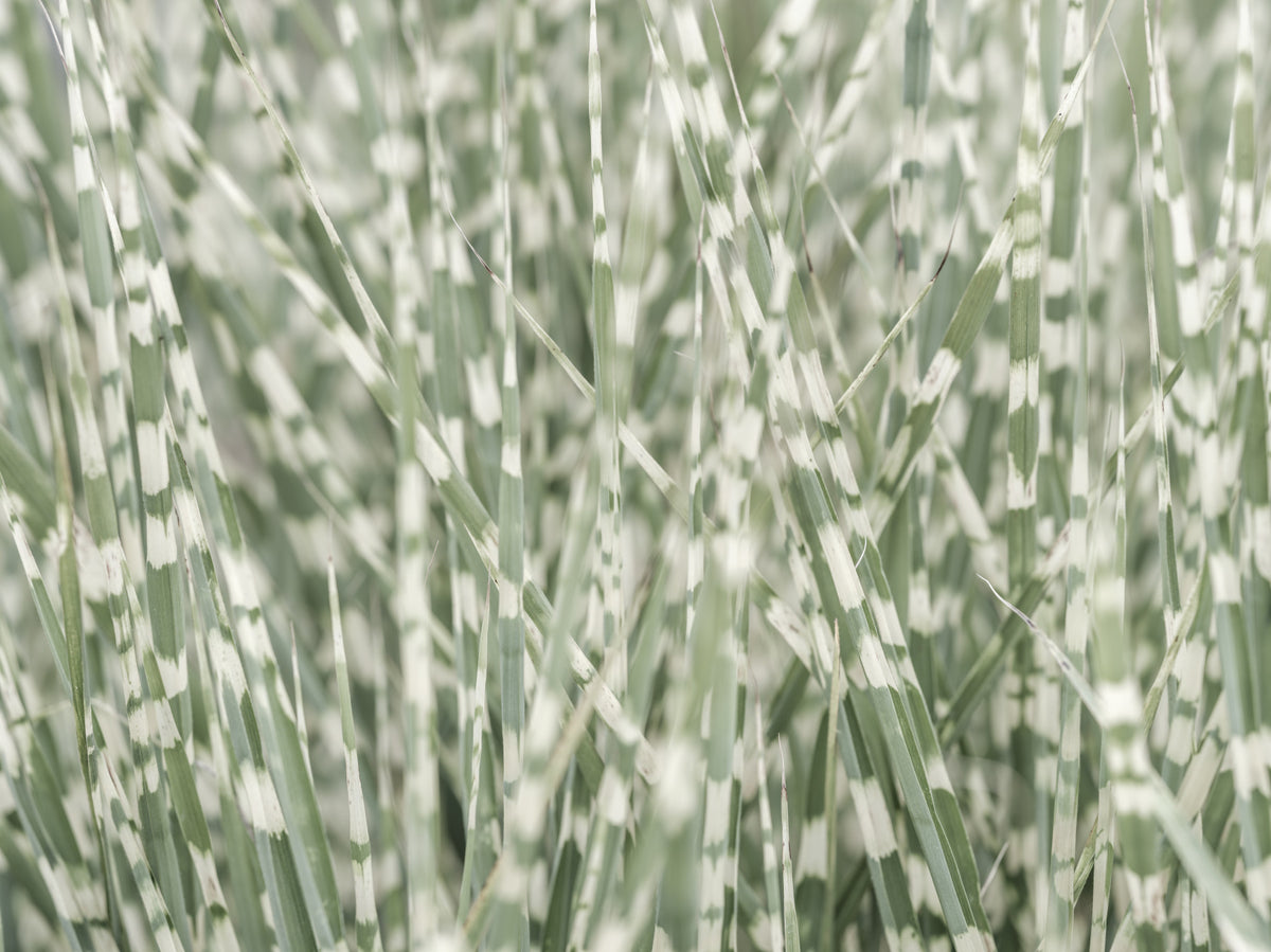 Whispering Grassland Wall Mural