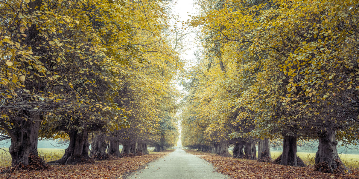 Road through Fall Forest Wall Mural in your room — zoomed