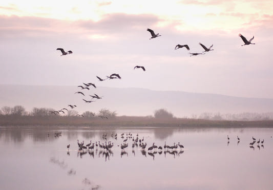 Still Waters, Flying Cranes Wall Mural