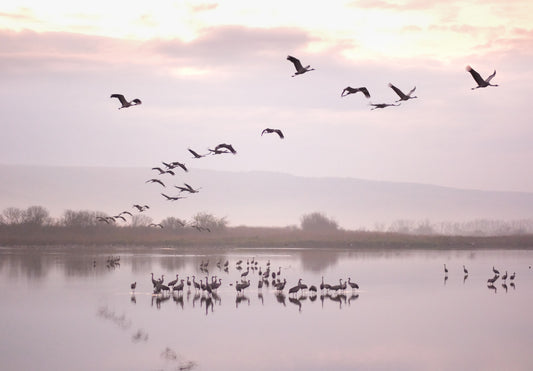 Still Waters, Flying Cranes Wall Mural