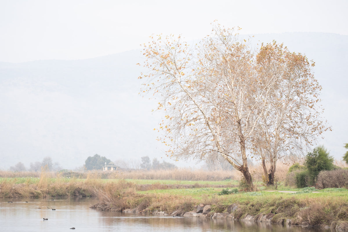 Tranquil Misty Lakeside Wall Mural in your room — zoomed
