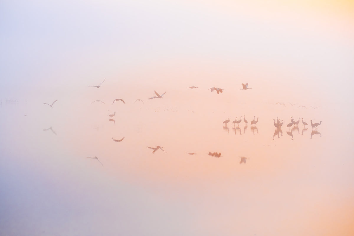 Dreamy misty sunrise with cranes Wall Mural