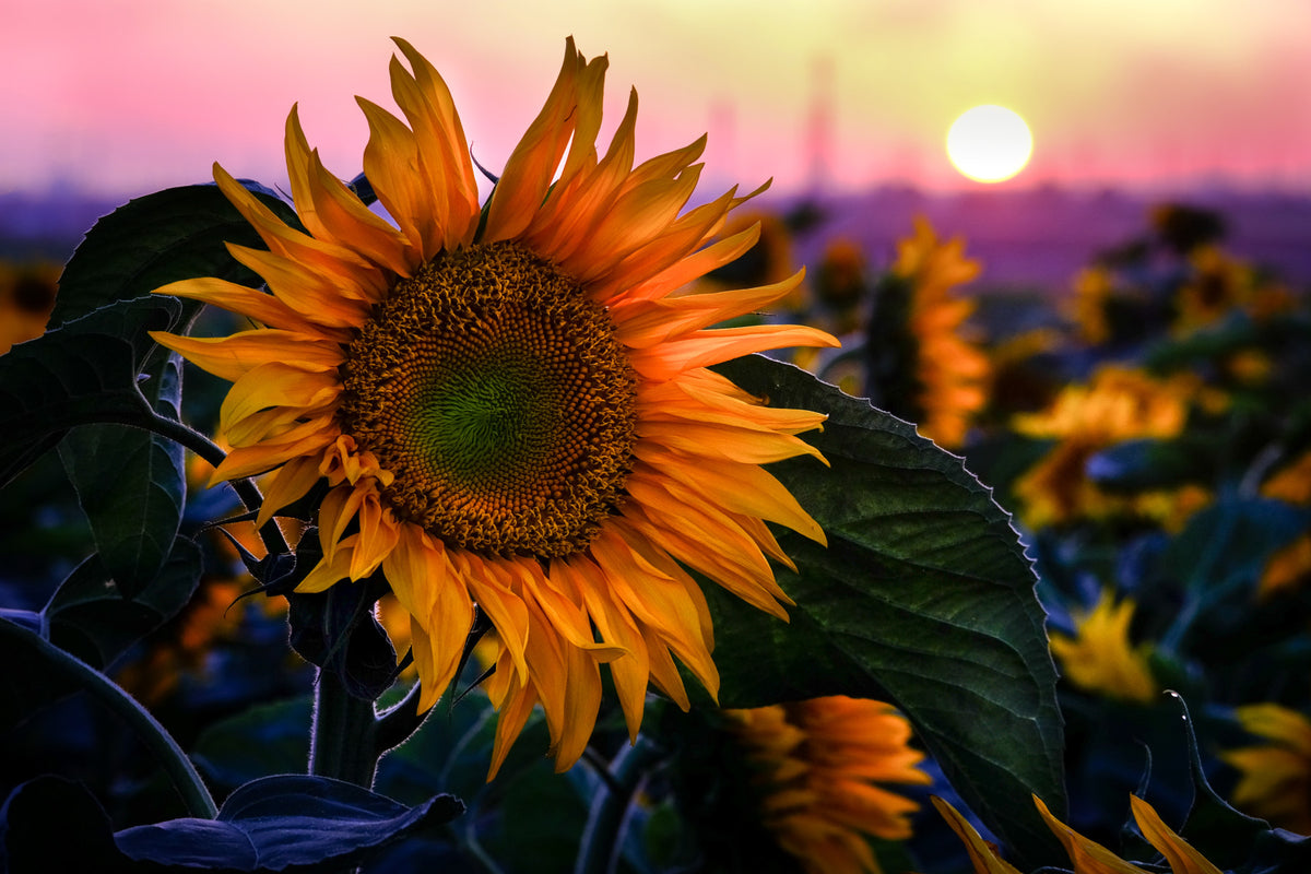 Sunflower Sunset Serenade Wall Mural in your room — zoomed