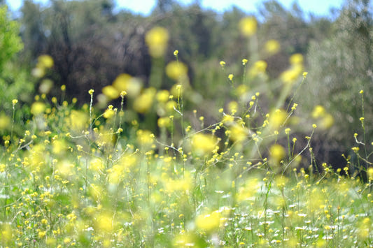 Wildflower Haze Wall Mural