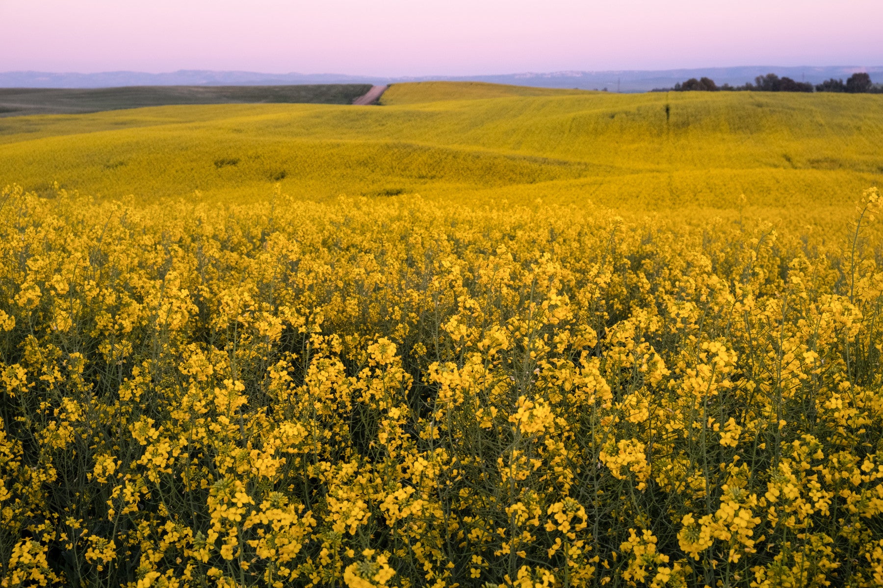 Radiant mustard bloom Fields Wall Mural