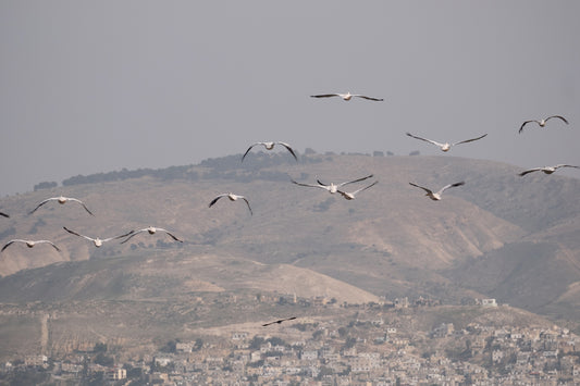 Birds Above biblical Hills Wall Mural