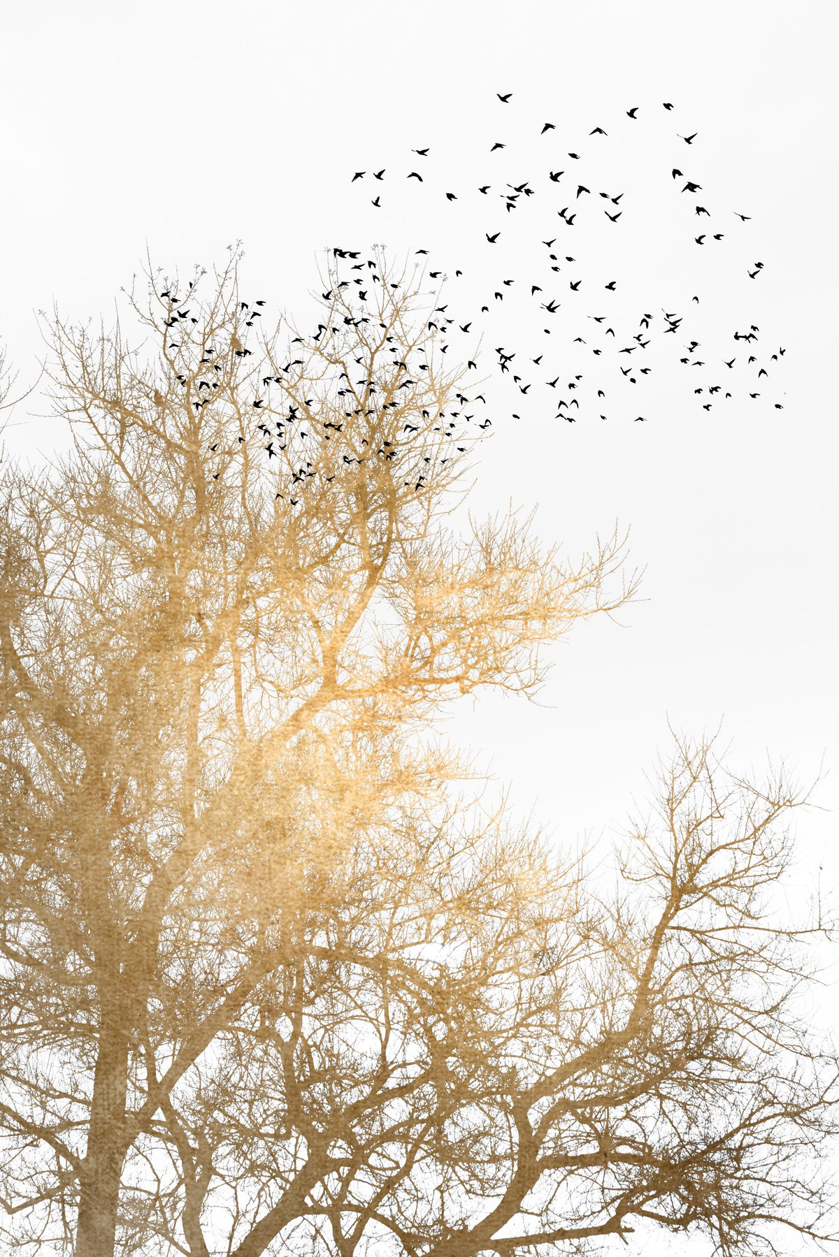Golden Skies Wall Mural in your room — zoomed