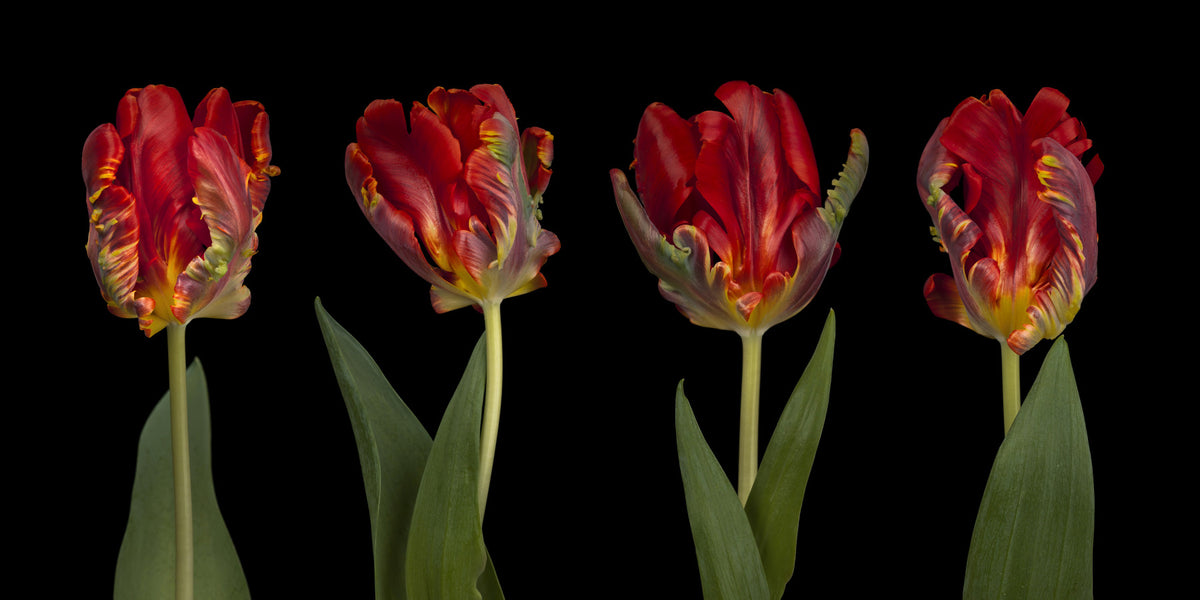 Rococo Tulips Wall Mural in your room — zoomed
