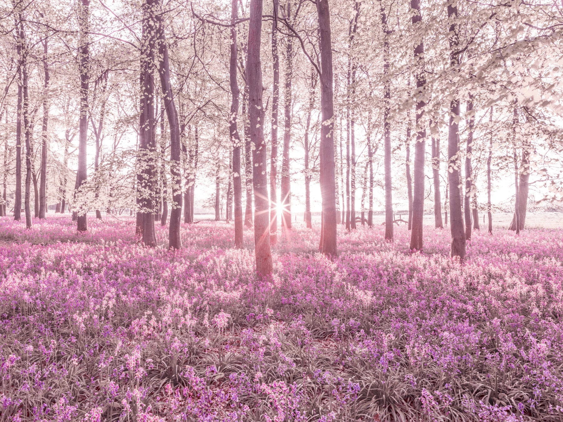Roseate Woods Wall Mural