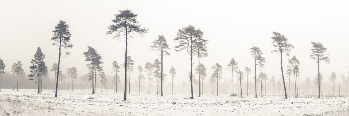 Snowy Forest Wall Mural in your room — zoomed