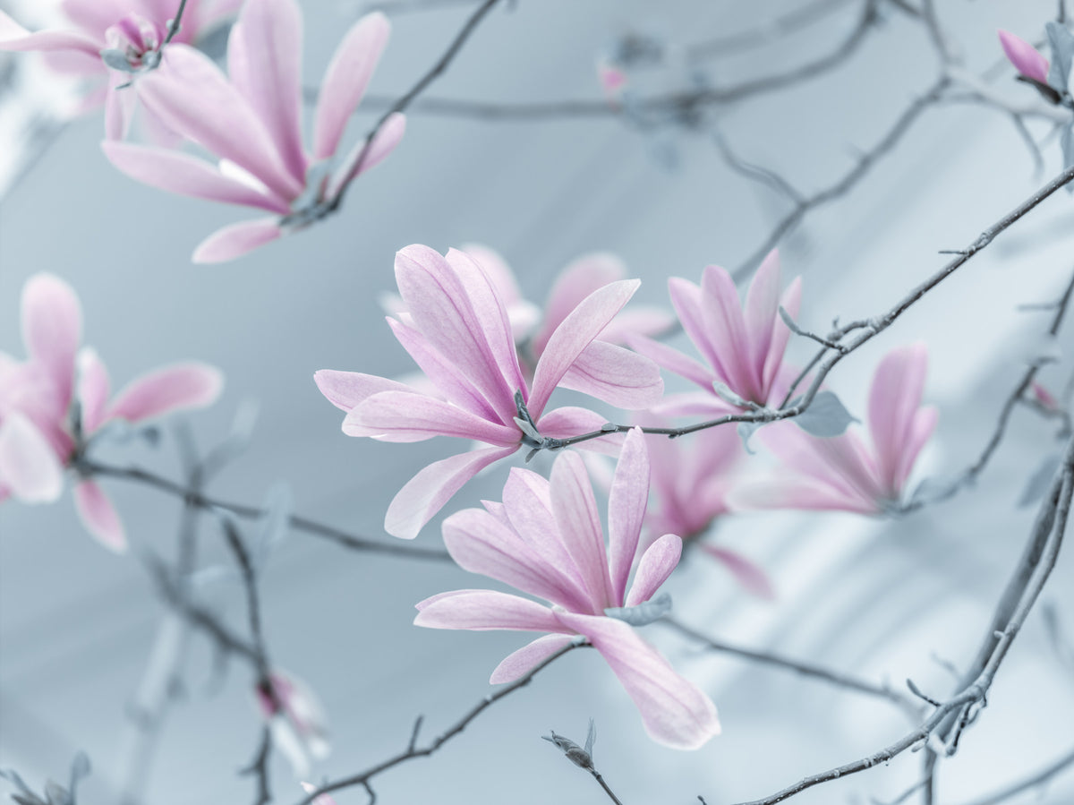 Magnolia Dreamscape Wall Mural