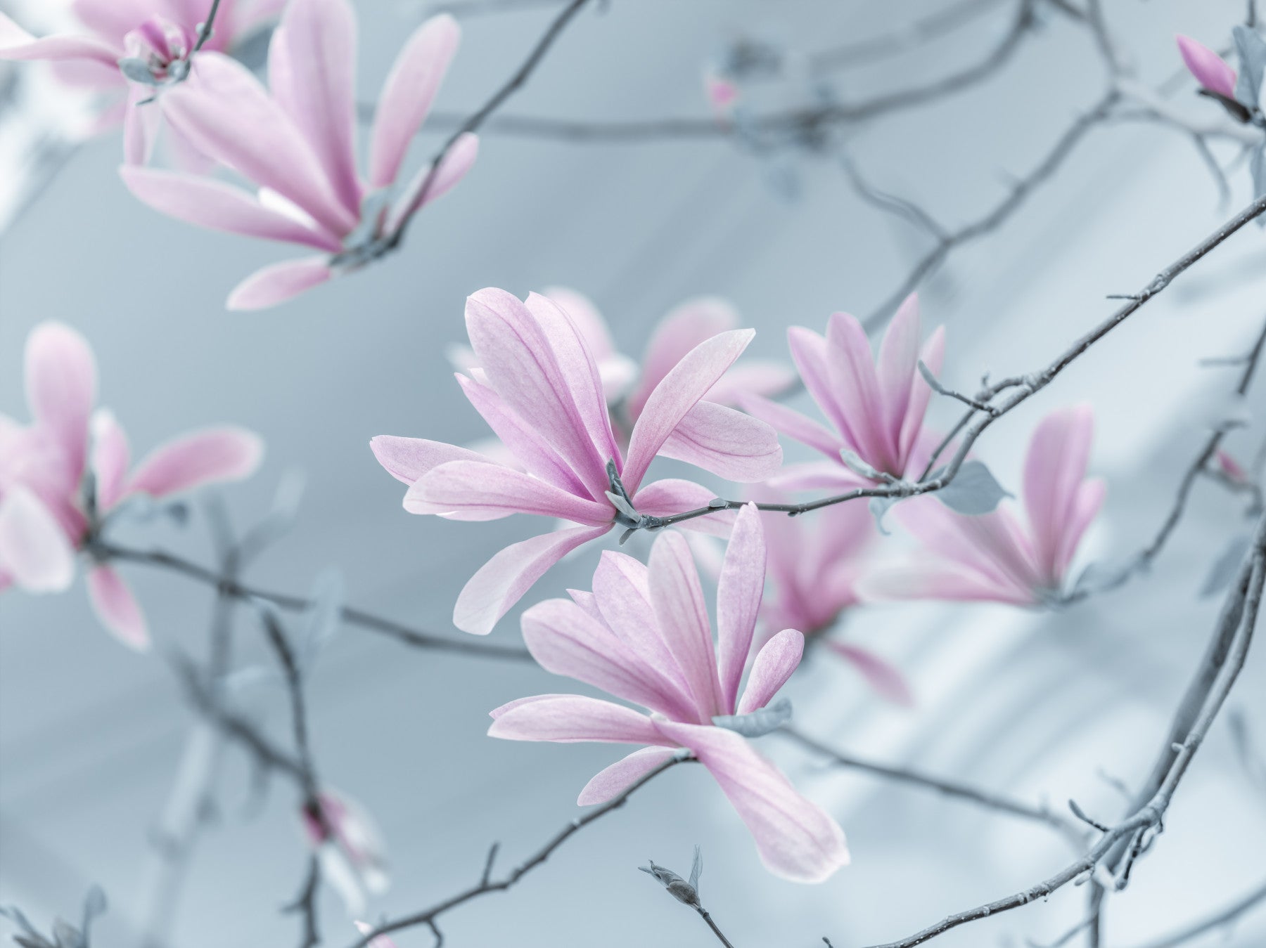 Magnolia Dreamscape Wall Mural