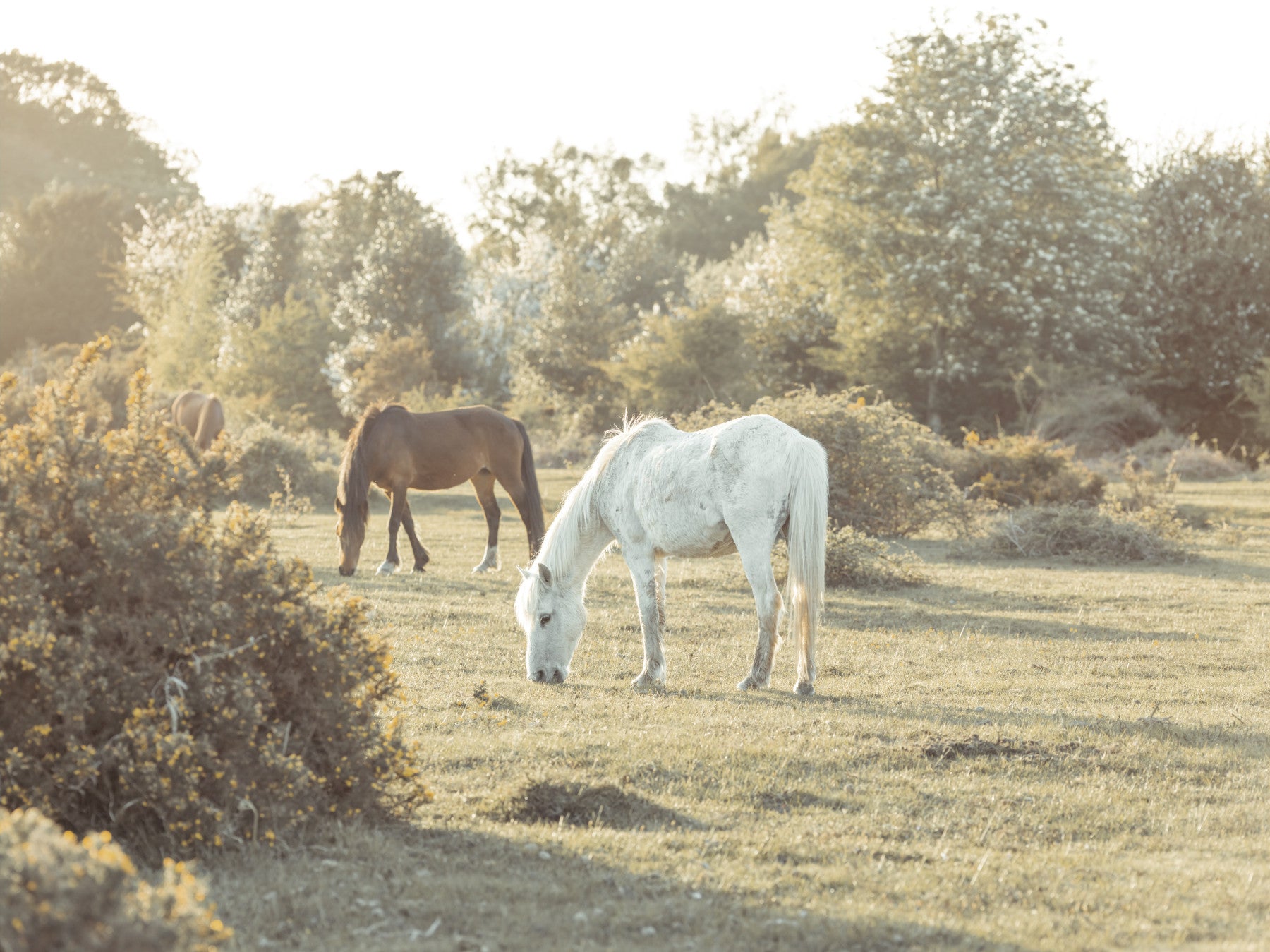 Grazing Horses Wall Mural