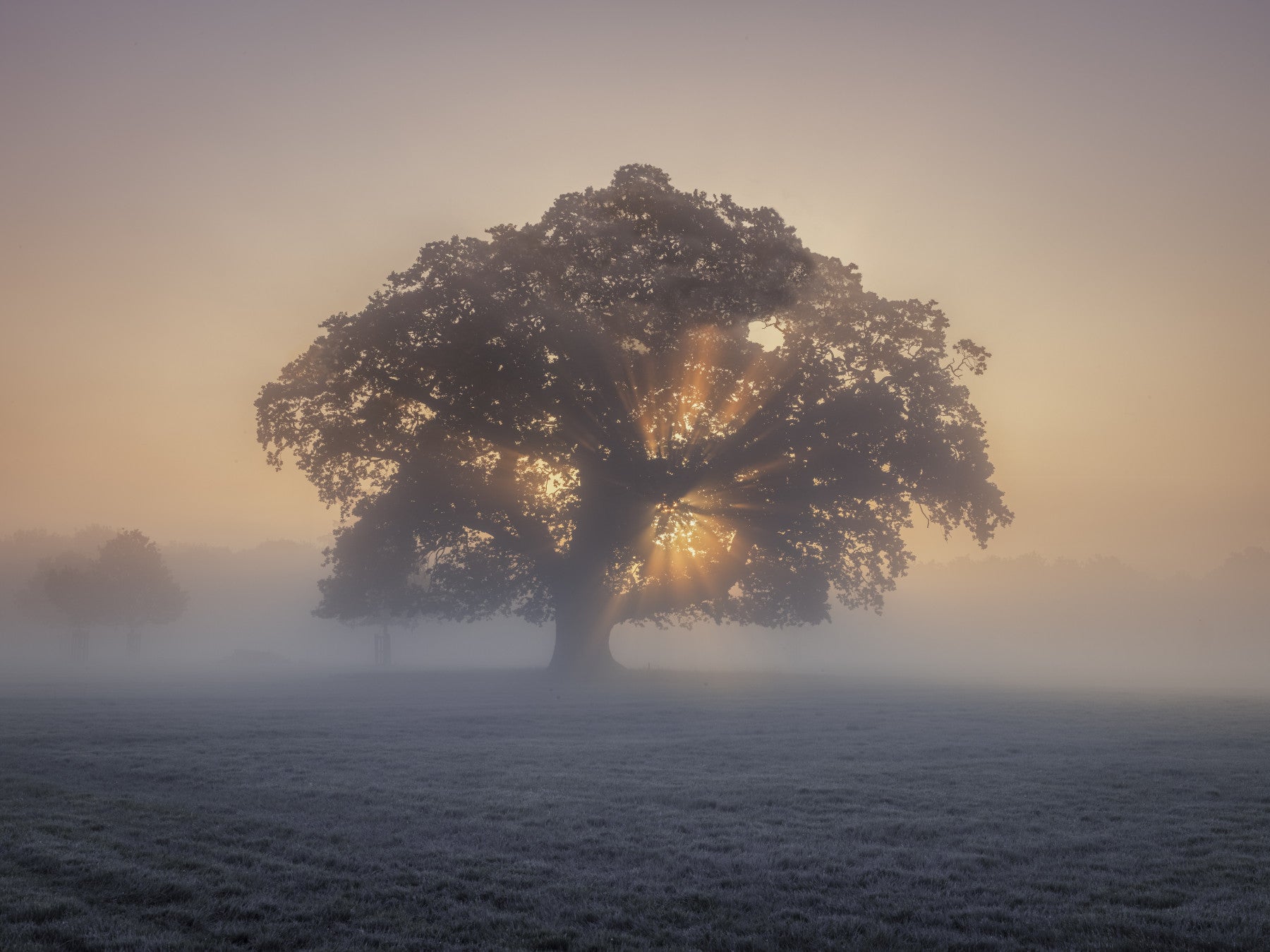 Misty Sunrise Wall Mural in your room — zoomed