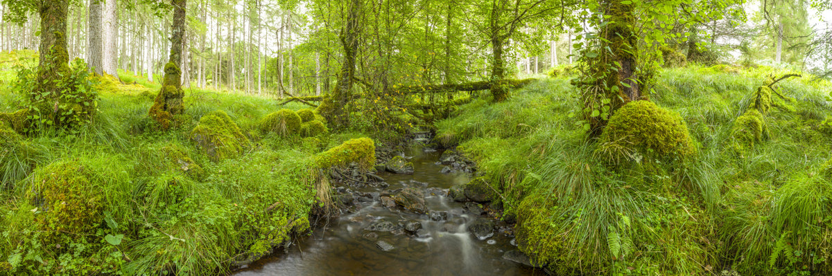 Emerald Forest Flow Wall Mural