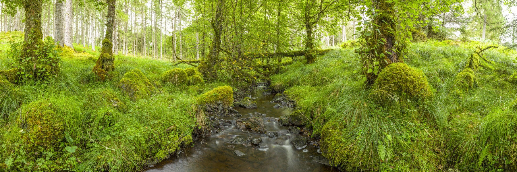 Emerald Forest Flow Wall Mural