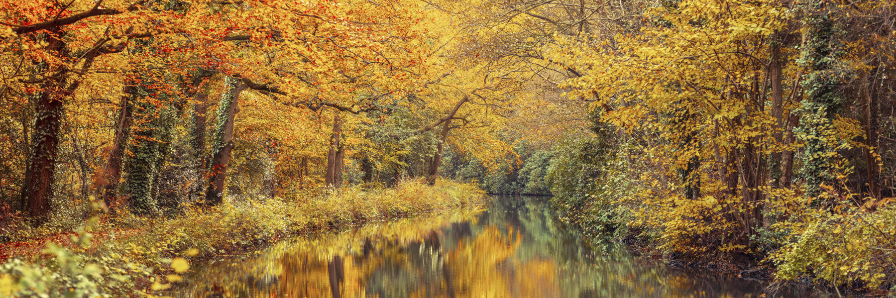 Golden Autumn Stream Wall Mural