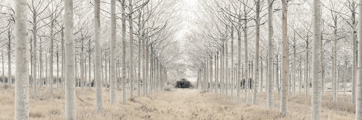 Winter Tree Alley Wall Mural in your room — zoomed