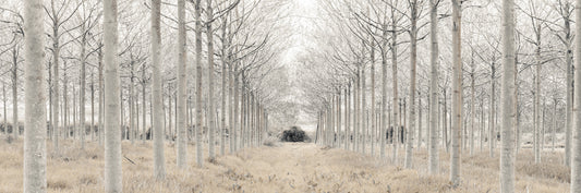 Winter Tree Alley Wall Mural