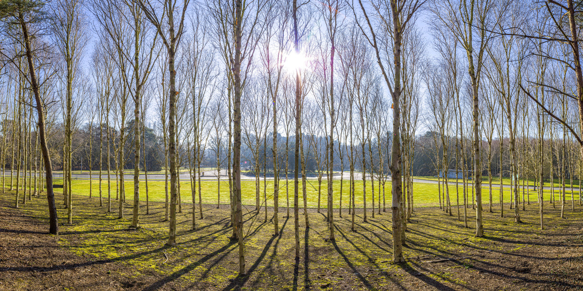 Sunlit Woodland Wall Mural in your room — zoomed