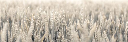 Grain Whispers Wall Mural