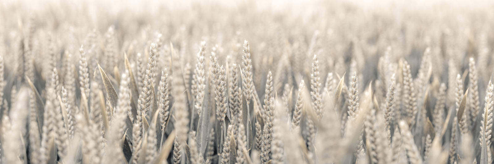 Grain Whispers Wall Mural