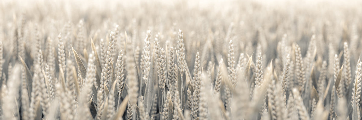Grain Whispers Wall Mural in your room — zoomed
