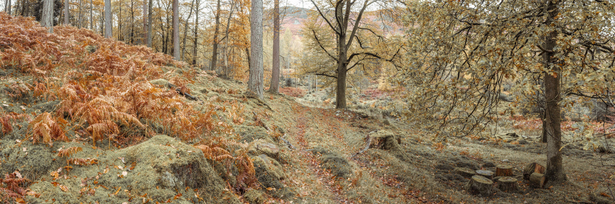 Amber Forest Path Wall Mural