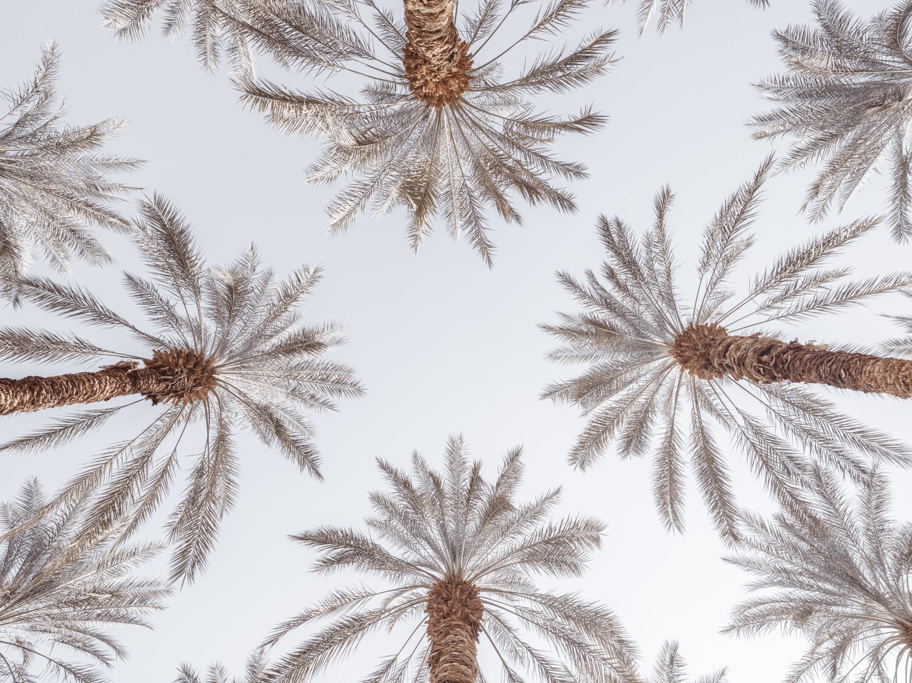 Palm Tops Wall Mural