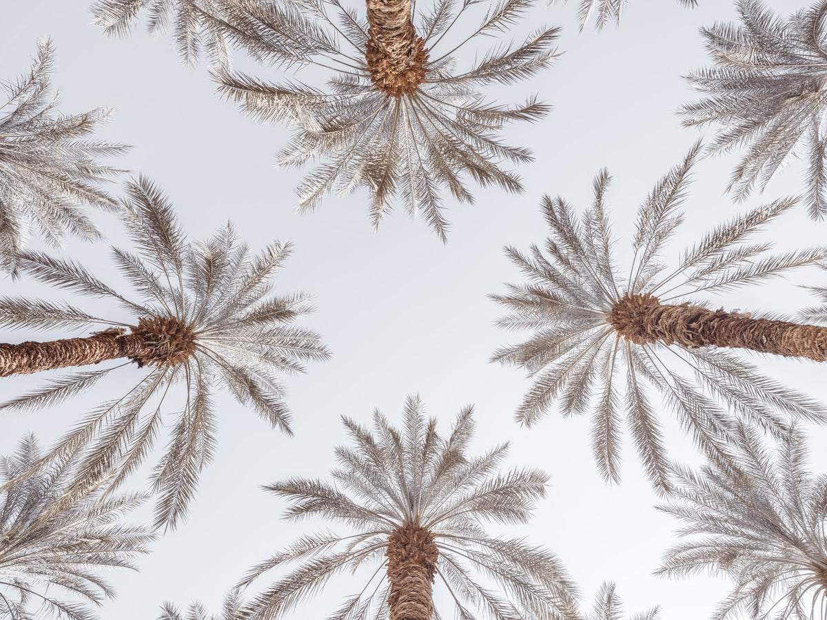 Palm Tops Wall Mural in your room — zoomed
