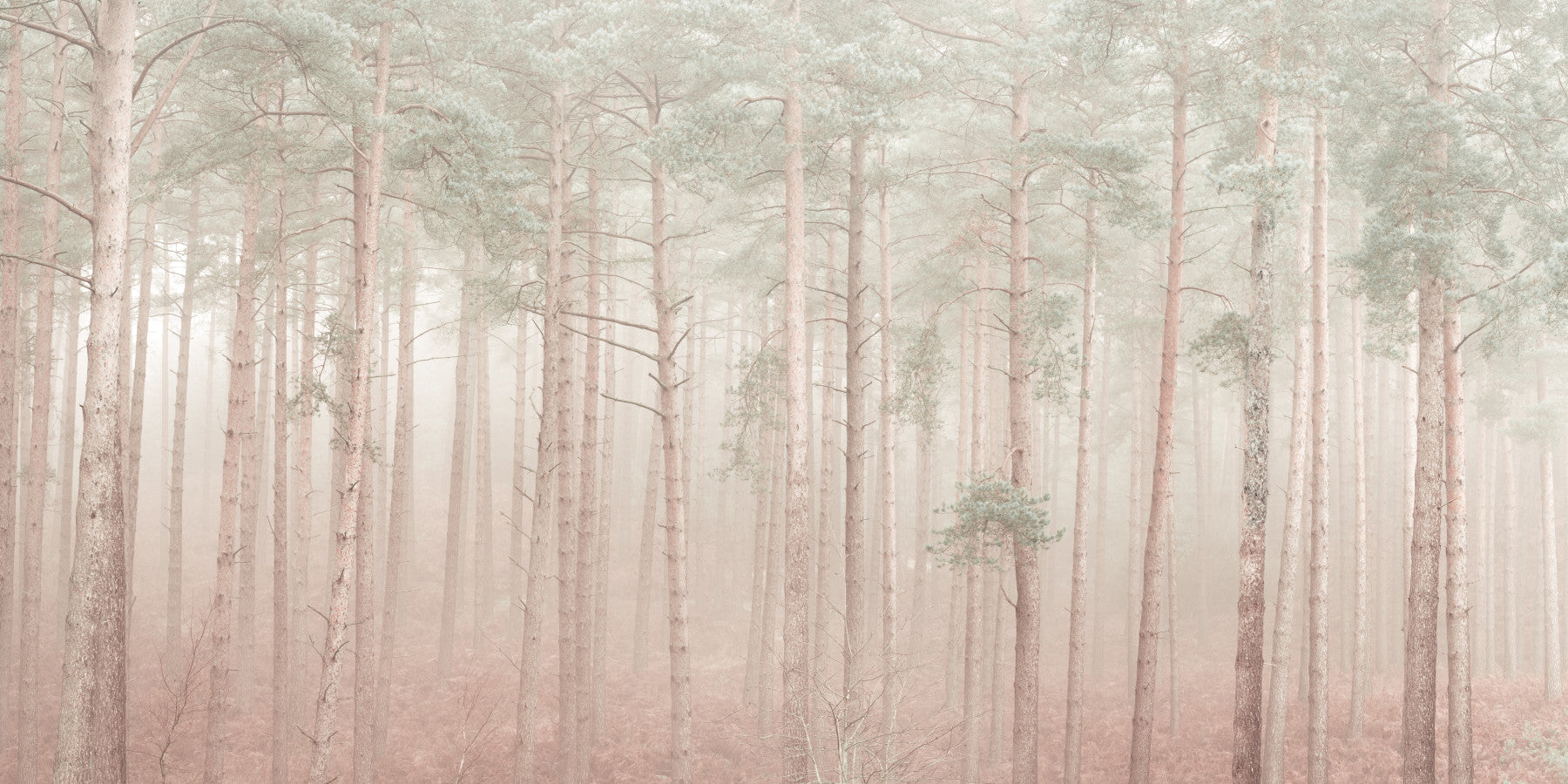 Misty Woodlands Wall Mural