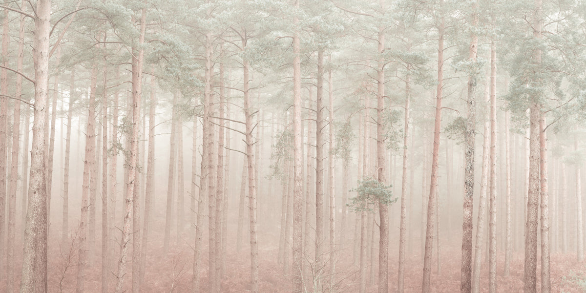 Misty Woodlands Wall Mural in your room — zoomed